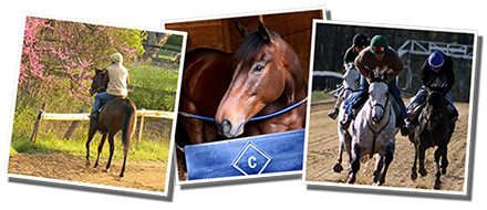 Cooney Racing Stables LLC, Thoroughbred Breaking & Training : Cooney Racing Stables, LLC