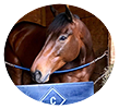 Cooney Racing Stables LLC - Contact Us : Cooney Racing Stables, LLC